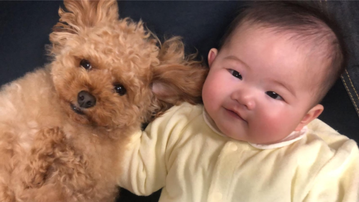 赤ちゃんと犬の同居生活で幸せ倍増 実体験から赤ちゃんと犬の同居をおすすめする理由